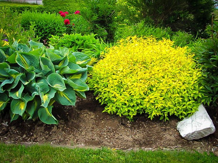 Tawuła japońska ’Goldmound’ (Spiraea japonica)- 30-40cm
