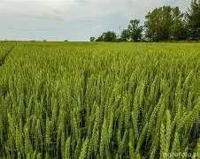 Nasiona pszenicy ESSA /nowość/- przyjmujemy zamówienia