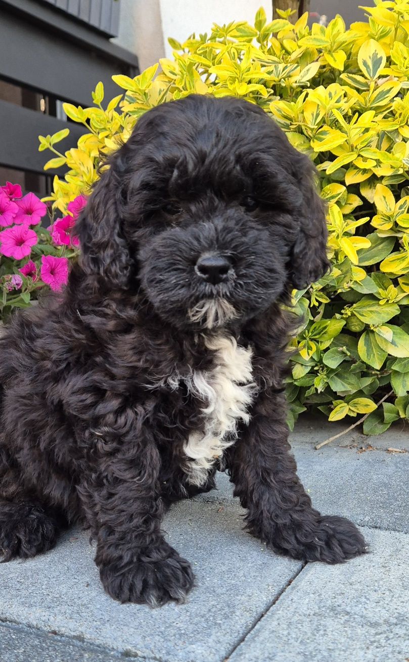 Shihpoo hybryda ras Samiec