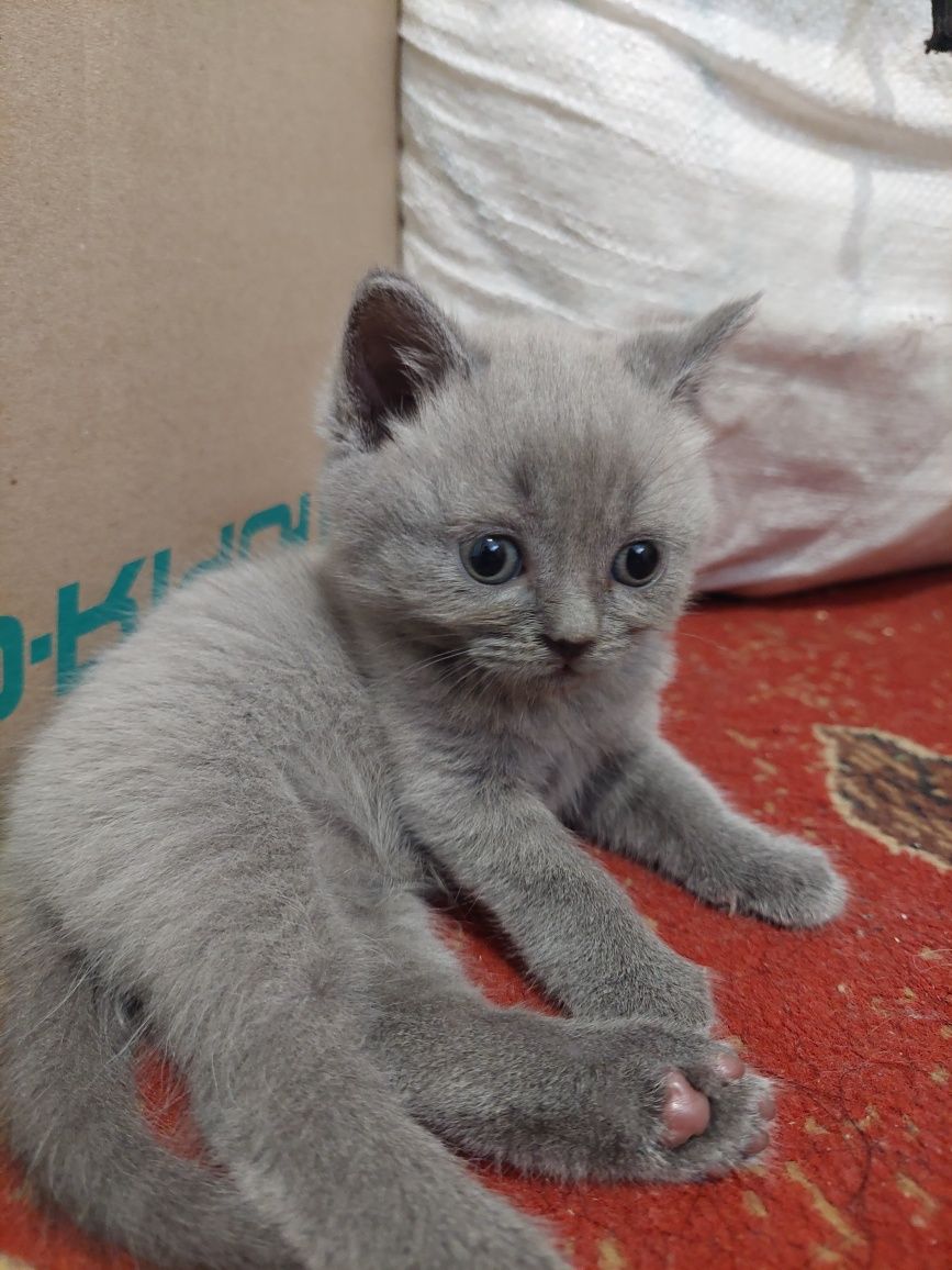 Продам котят британцев