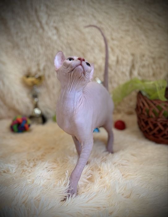 Клубный мальчик Канадский сфинкс, родословная WCF, доставка заграницу