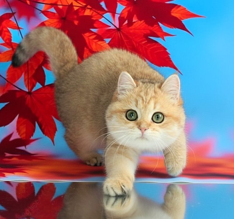 Девочка британская золотая шиншилла