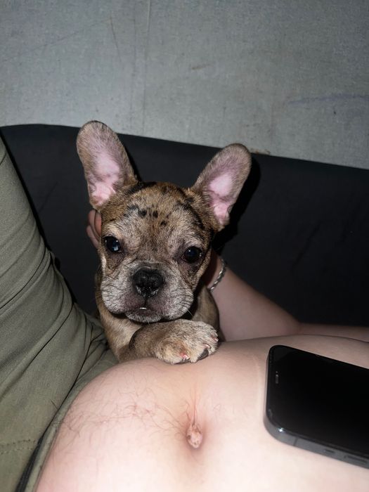 Французький бульдог