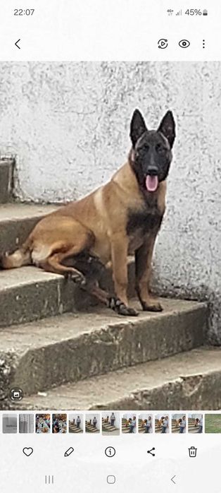 Cachorros Pastor Belga Malinois