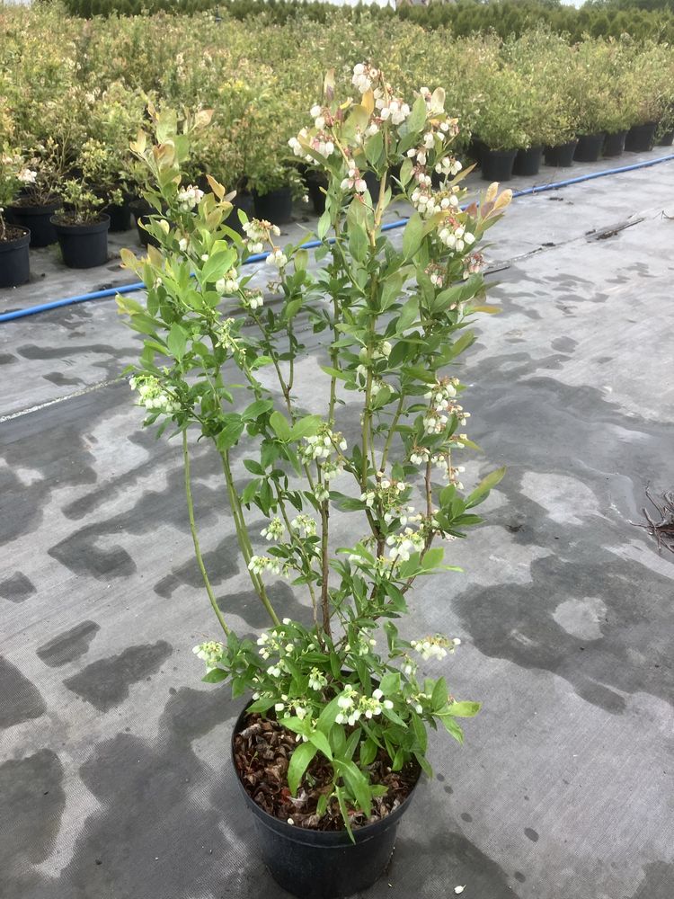 Borówka Amerykańska BLUE CROP   Duke   c10 roślina 5-letnia