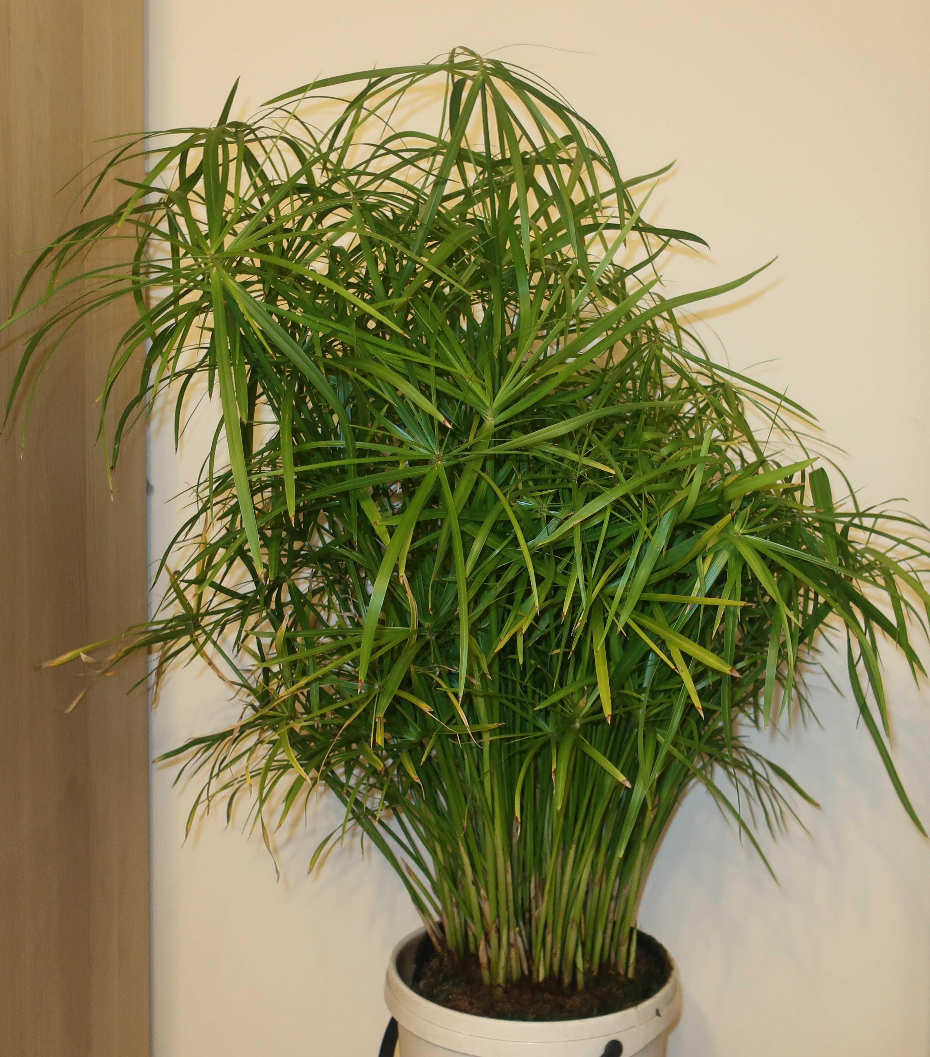 Cyperus alternifolius (cibora zmienna, papirusik)