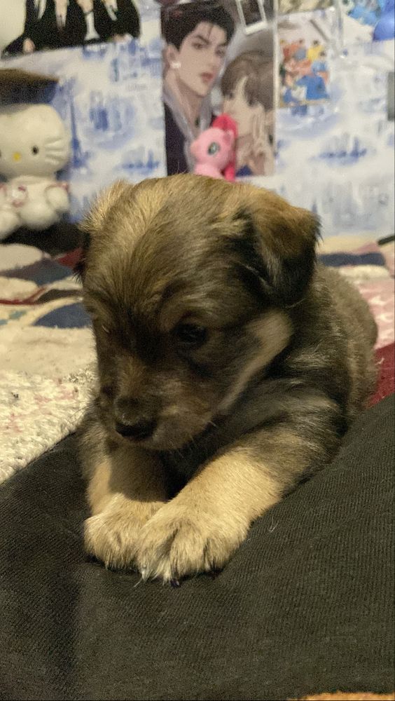 Цуцик хлопчик (1,5 мес) дворняжка