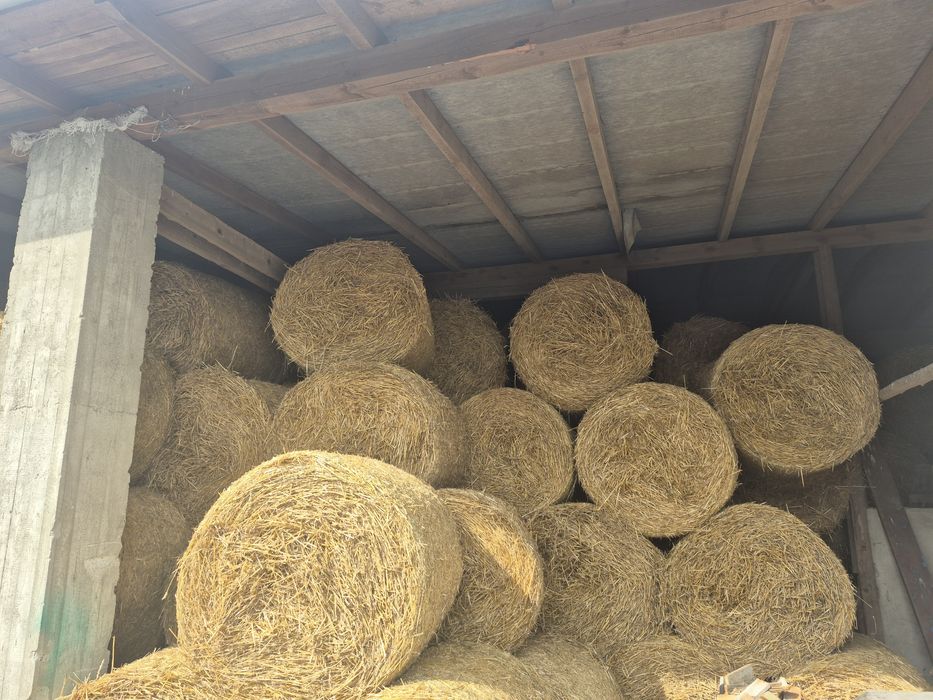 Sprzedam słoma owsianną i pszenną  przechowywana pod zadaszeniem