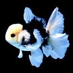 Oranda Panda, Tricolor sklep zoologiczny Pirania Olsztyn wysyłka