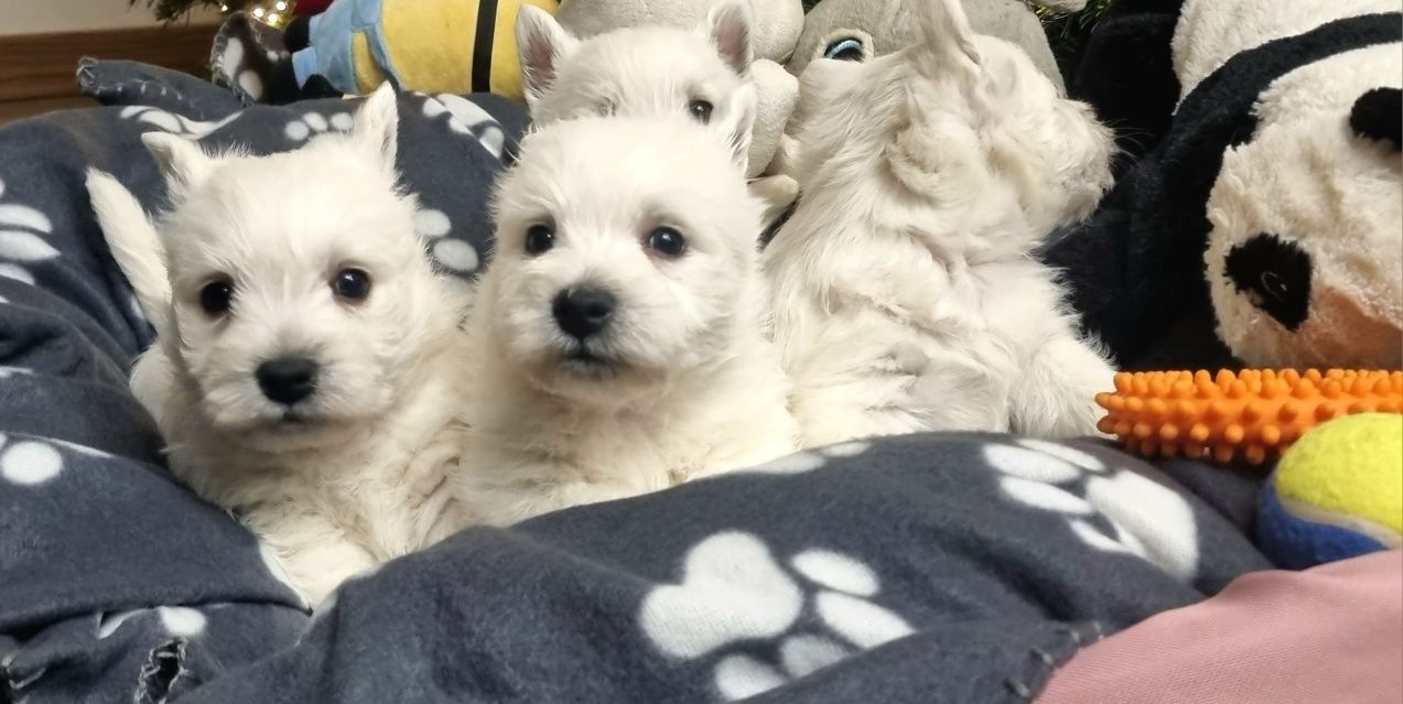 West Highland White Terrier- piesek