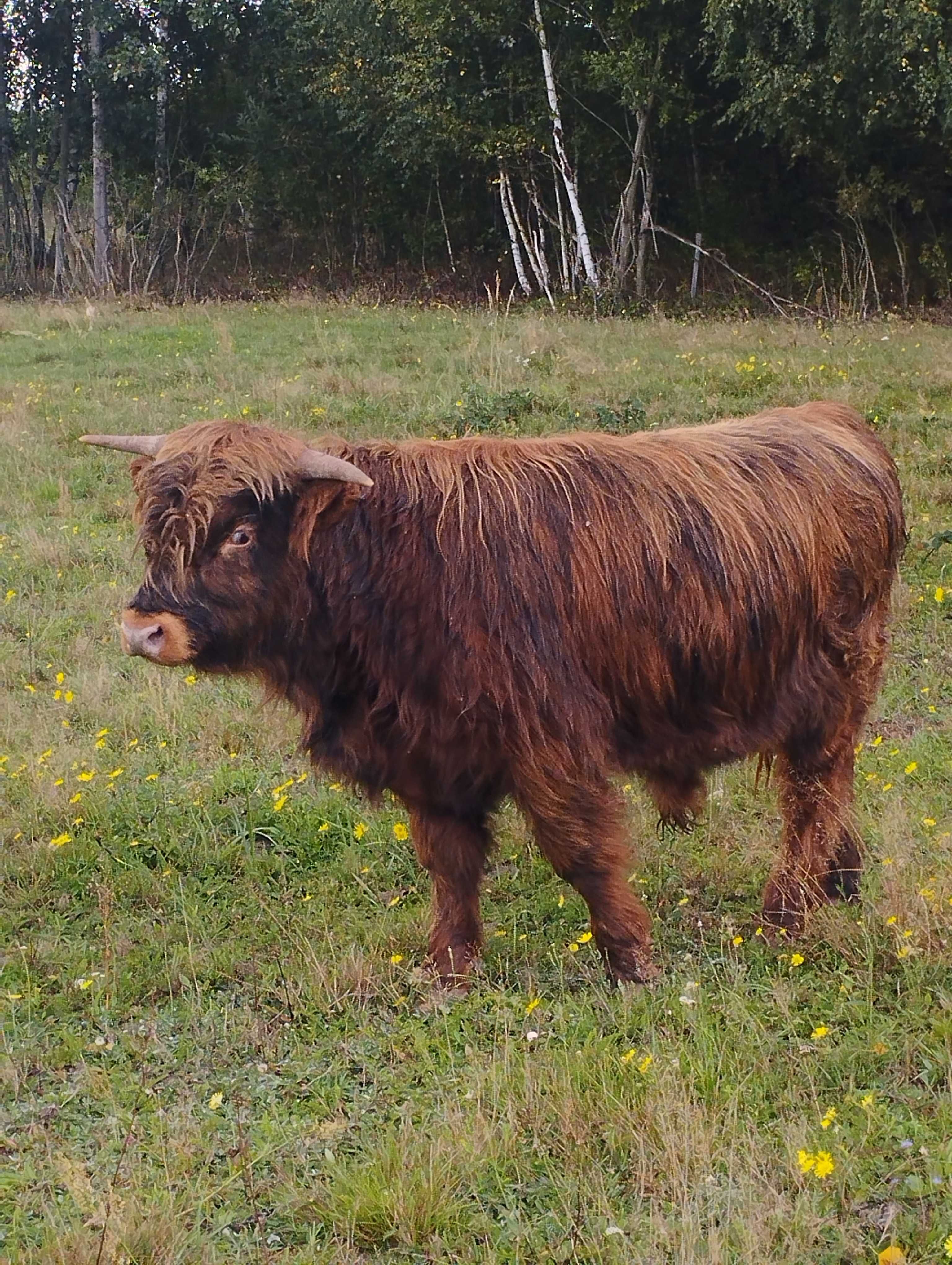 Mięso wołowe ekologiczne ćwiartki  wołowe cielęcina szkockie highland