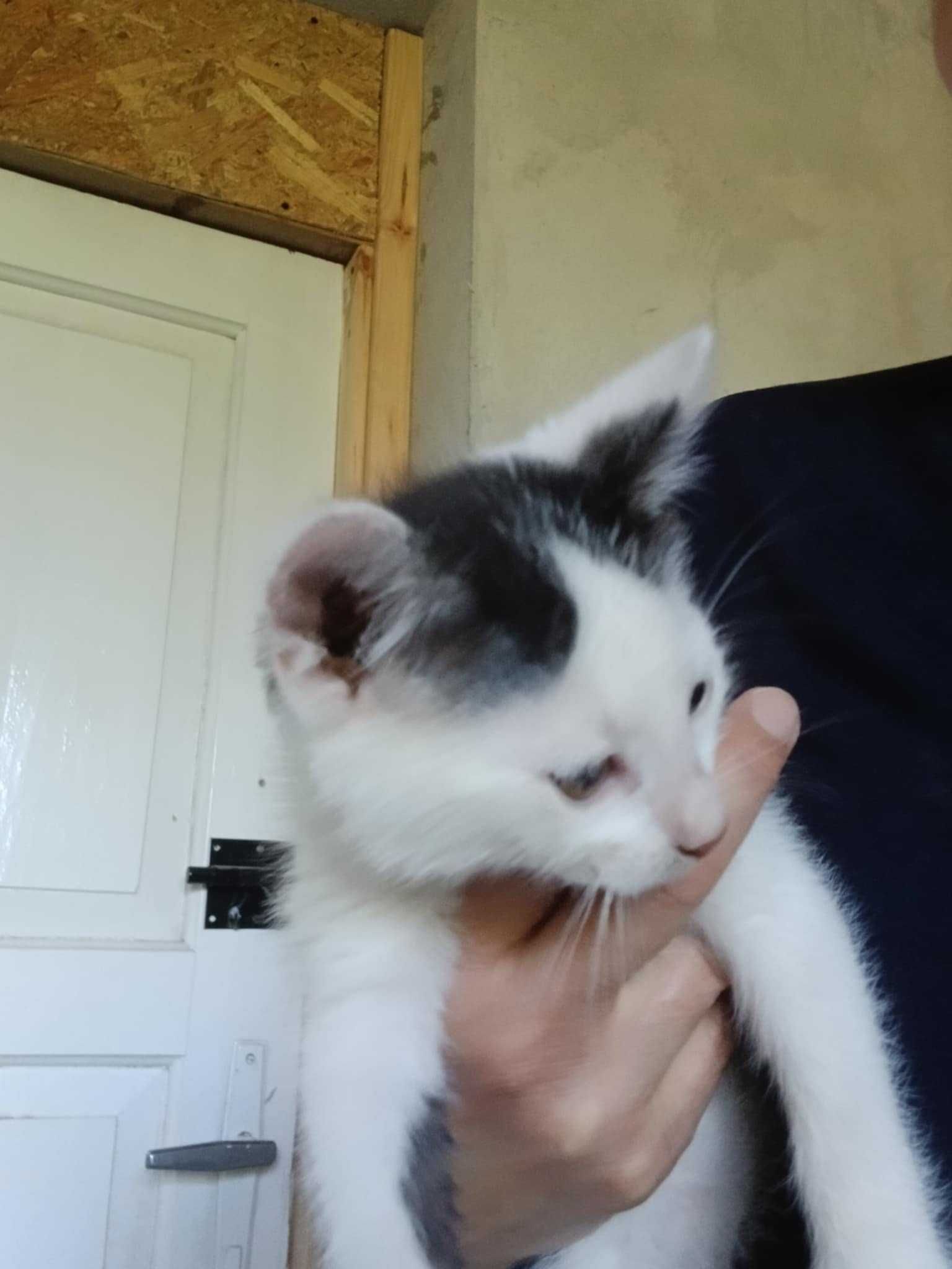 Laki piękny kocurek do adopcji