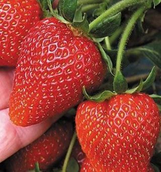 Саджанці полуниці /Саженцы клубникы