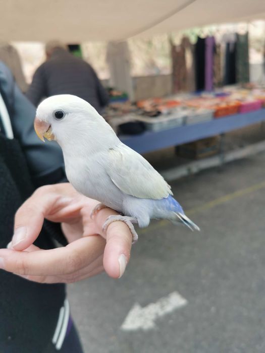 Roseicollis /Agraponis (Domésticados)