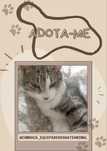 Gato adulto para adoção responsável