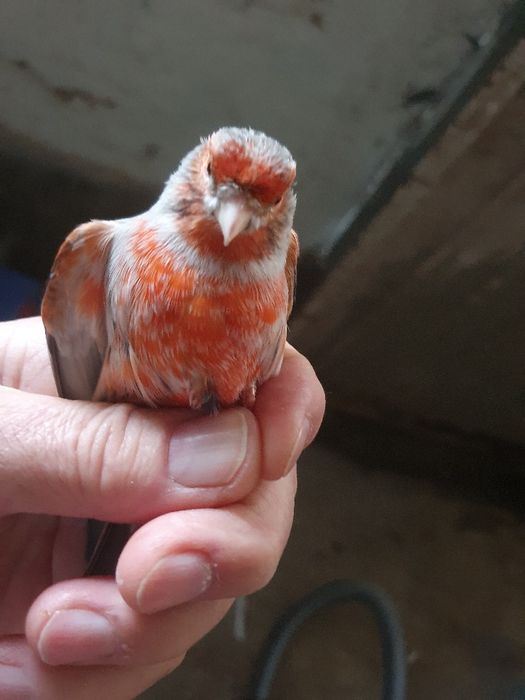 Canários agatas classico um casal