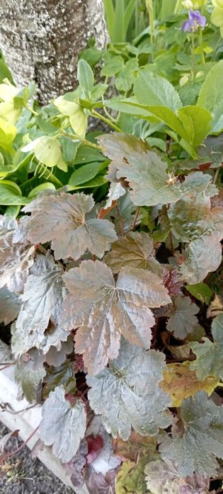 Гейхеры, анемона, хосты, астильба