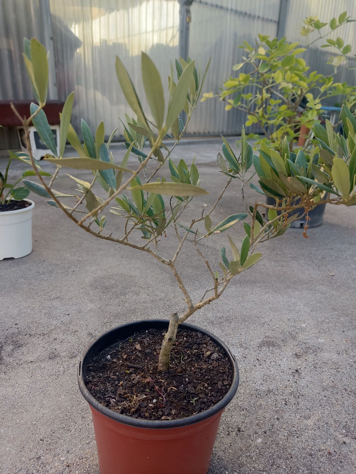 Oliveirinhas bonsai