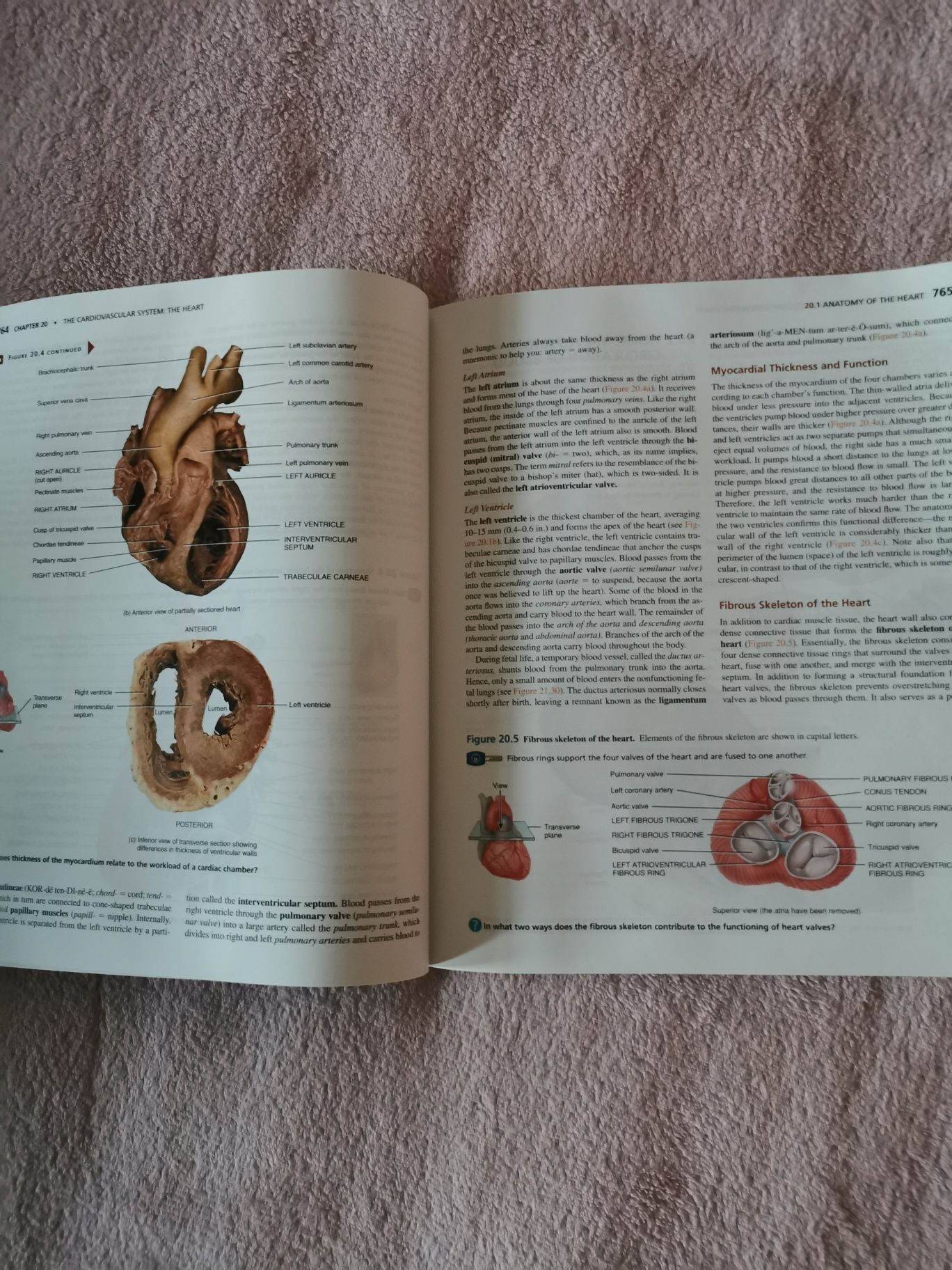 Principles of anatomy and physiology Tortora Derrickson 13th edition