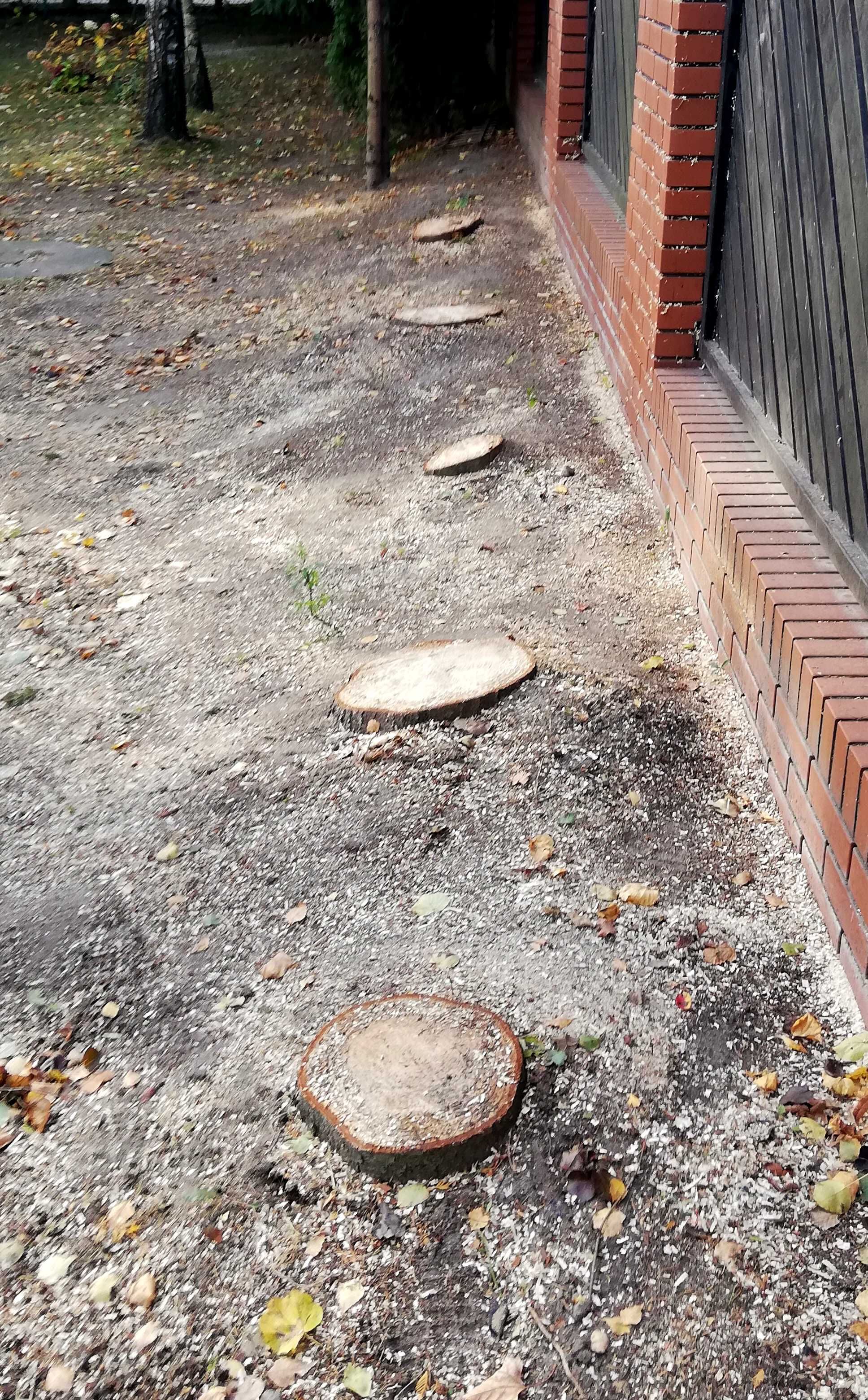 Frezowanie usuwanie likwidowanie pni. Usługa frezarką do karp.