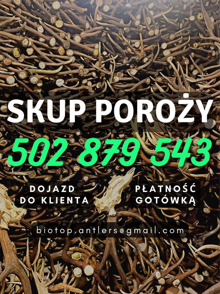 SKUP POROŻY trofea zrzuty jeleni poroże danieli poroża rogi myśliwskie