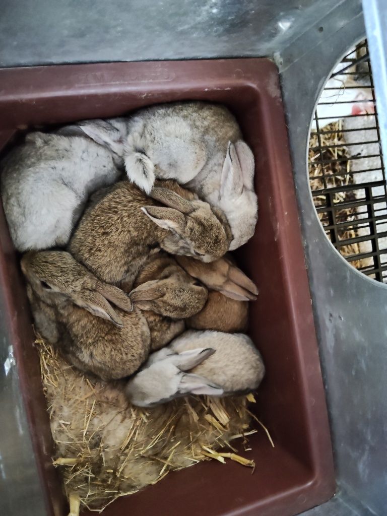 Coelhos caseiros