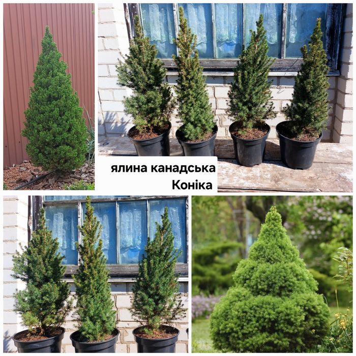 Ялина Коніка, ялина Нідіформіс, ялівці скельний Блю Ароу та інші