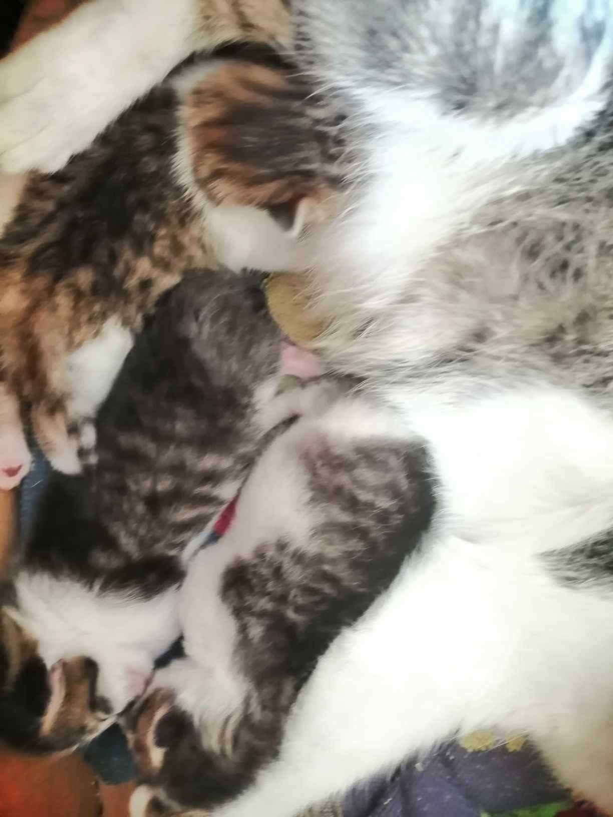 kotki do adopcji