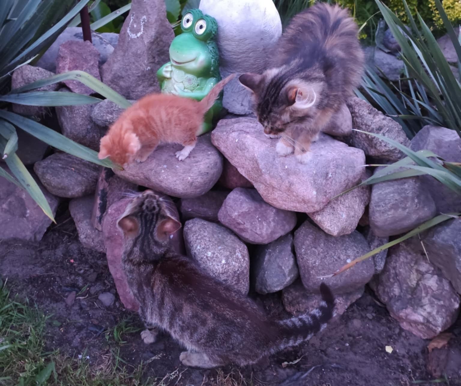 Oddam za darmo kotka zdrowy