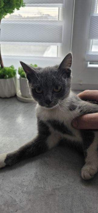 Киця, кіточка, кіт