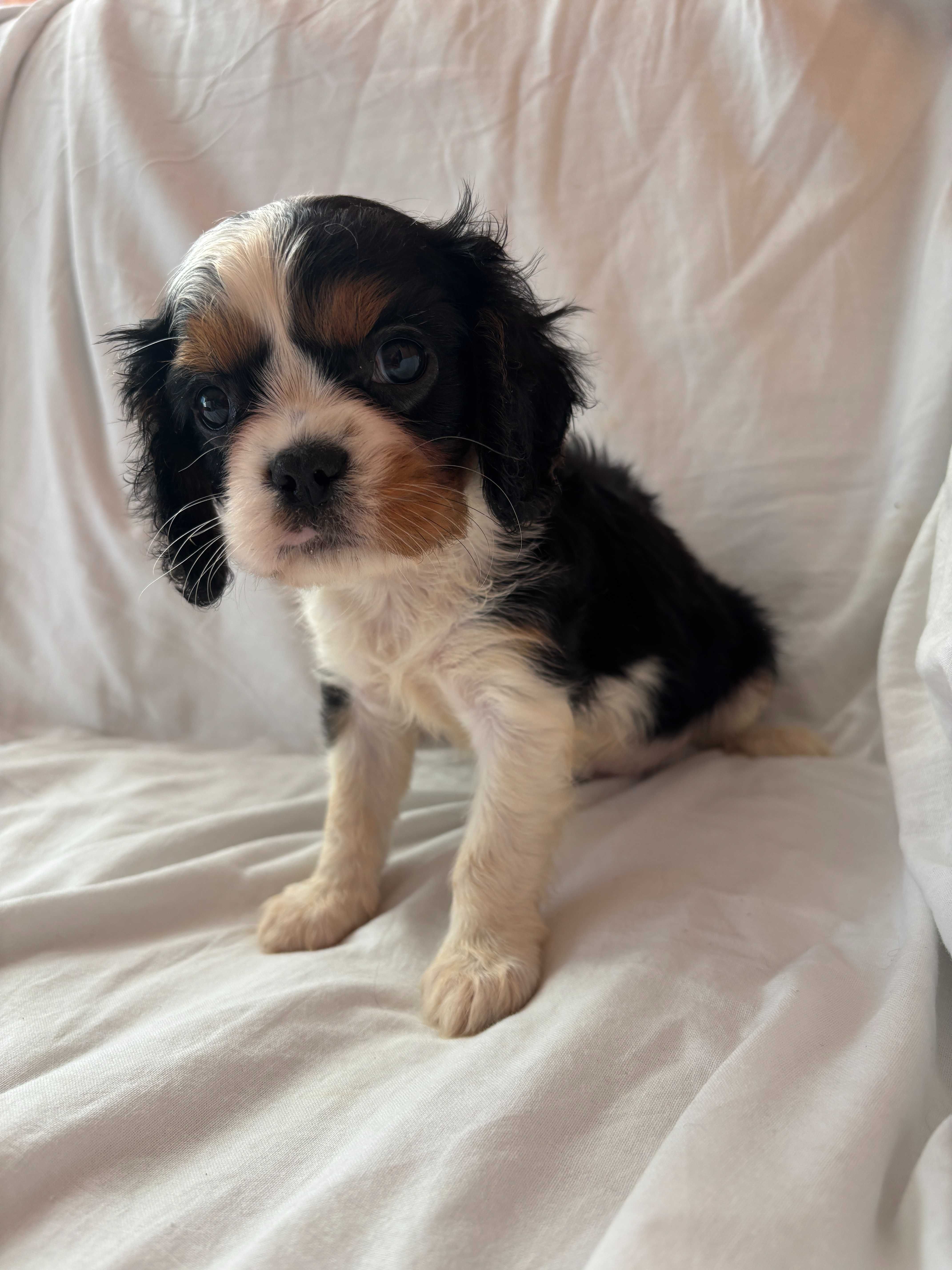 Piesek rasy Cavalier