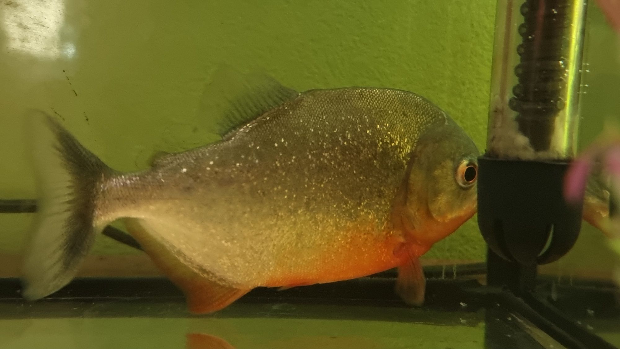 Pirania ryba akwariowa słodkowodna