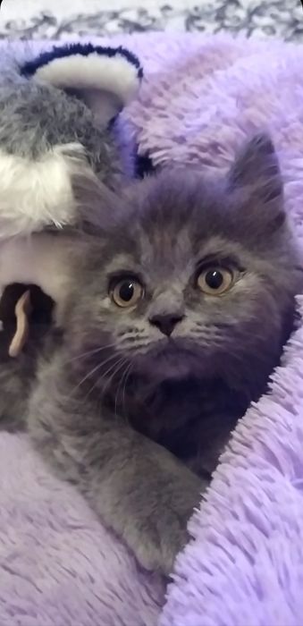 Нежная кошечка Хайленд