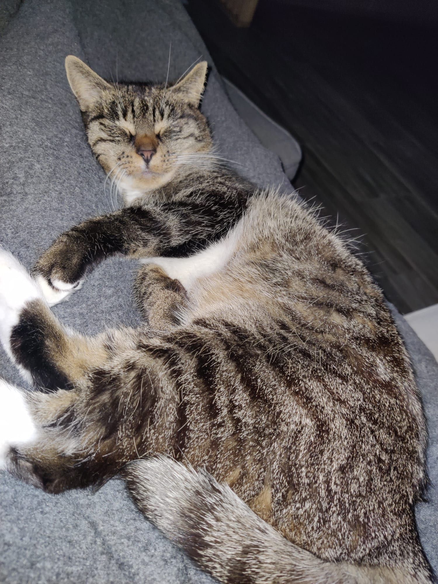 Dwa koty do adopcji, Aramis i Portos