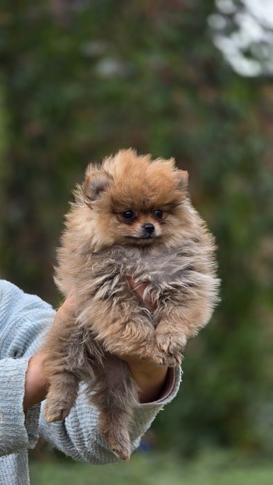 Pomeranian cudowna suczka