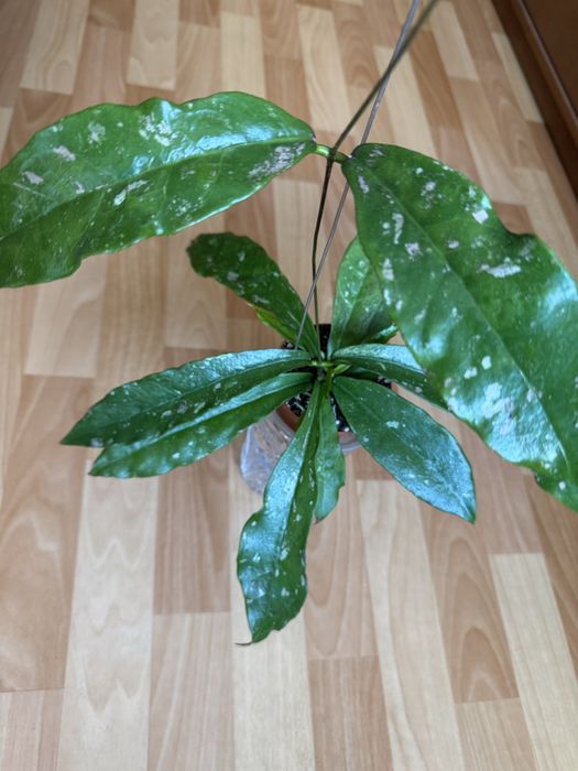 Хойя / Hoya Rintzii from Borneo with silver spotted