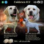 Labrador Reriever FCI ZKwP - BISZKOPTOWY PIES - szczenię