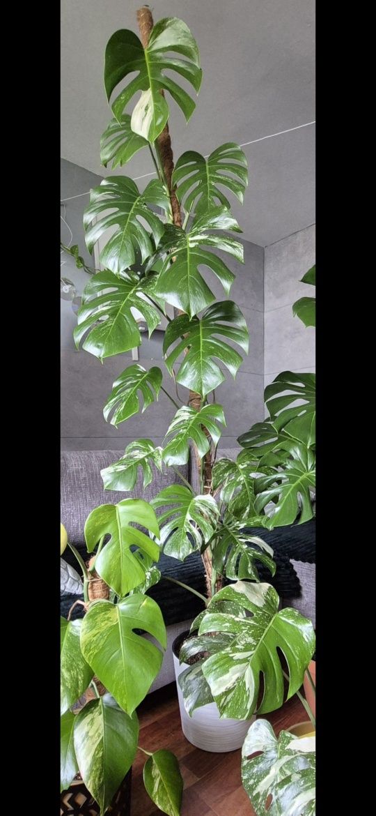Pędówka nr. 2 monstera variegata