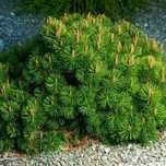 Sosna górska - kosodrzewina 'Pumilio' (Pinus mugo) Doniczka 2.0L