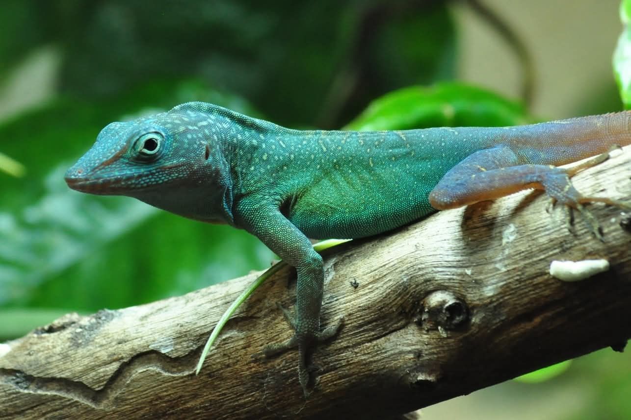 Jaszczurka - Anolis grahami - rarytas