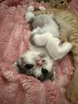Cudowne kocie rodzenstwo do adopcji