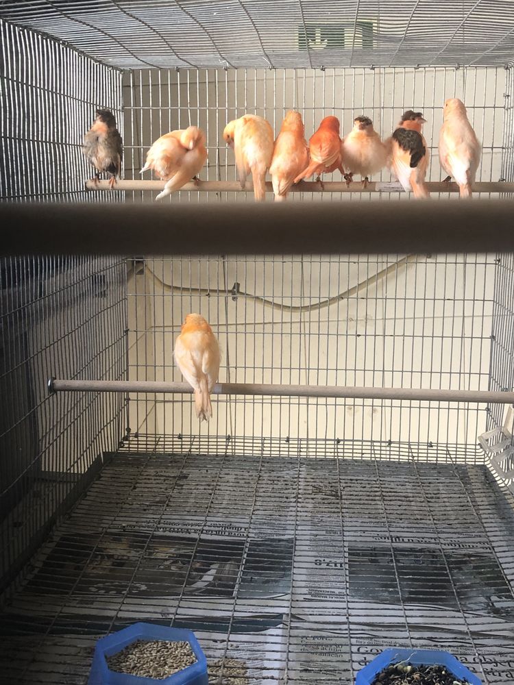 Aves novas e reprodutoras ( vermelhos,frizados,arlequim )