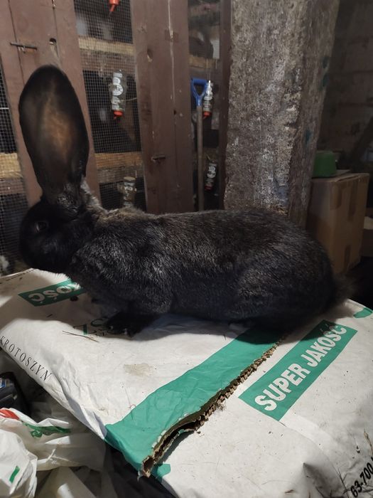 Olbrzym belgijski ZELAZISTY