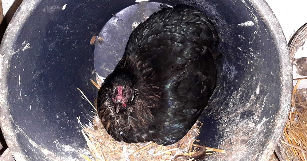 Vende-se coquicha choca com ovos, em Mafra