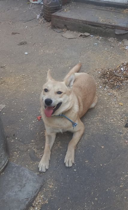 Собака в добрі ручки!