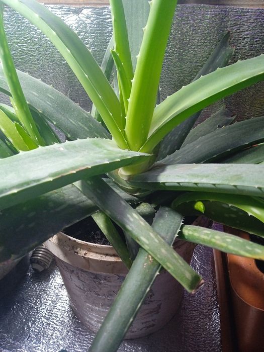 Продам алое вера!