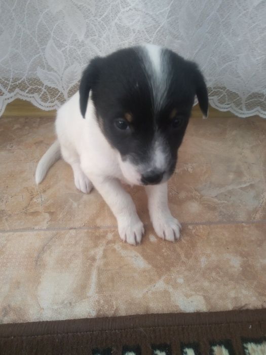 Дівчинка безкоштовно