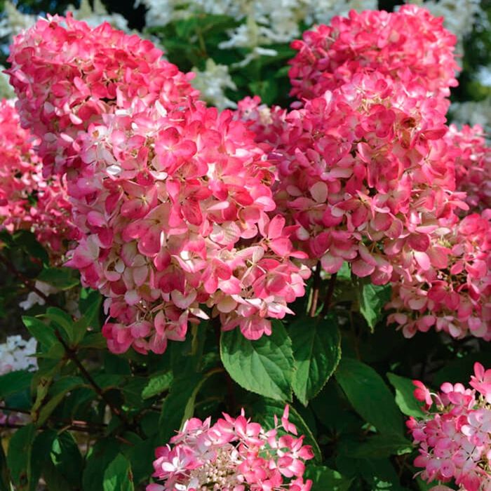 Гортензия-60грн.