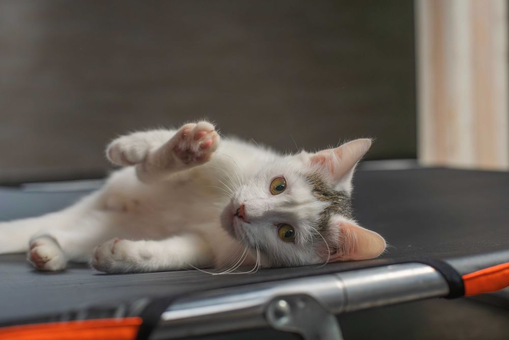 Супер кошенятки в пошуках домівки