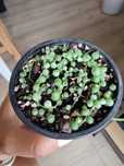 Senecio rowleyanus variegated starzec varie sznur pereł